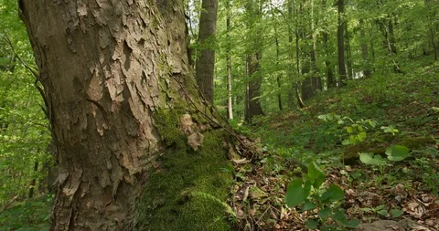 Dolly shot of acer tree in old beechwood, spring, 4k 스톡 동영상 89642821