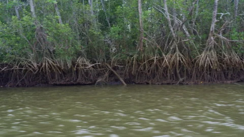 Dolly Shot Along Low Tide Swamp Bank Stock Footage 314930380