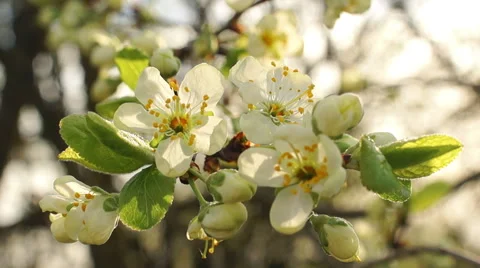 Dolly shot of the apple tree blossoming Vidéo 57351210