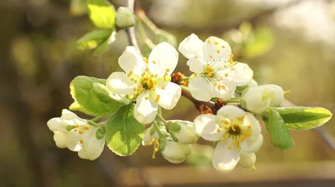 Dolly shot of the apple tree blossoming Video stock 57351231