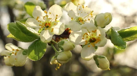 Dolly shot of the apple tree blossoming Vidéo 57351244