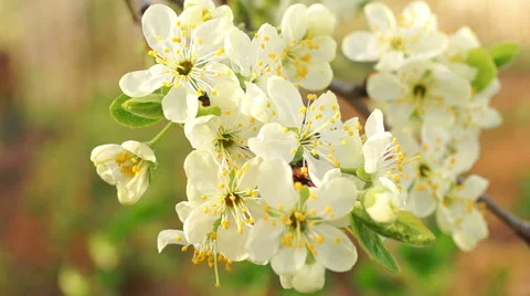 Dolly shot of the apple tree blossoming Vidéo 57351341