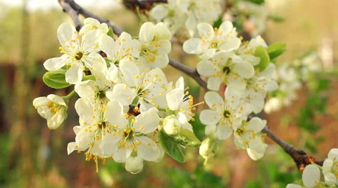 Dolly shot of the apple tree blossoming Vidéo 57351418