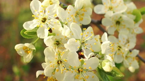Dolly shot of the apple tree blossoming Vidéo 57351494