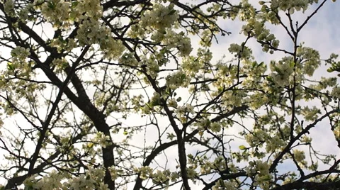 Dolly shot of the apple tree blossoming Vidéo 57351498