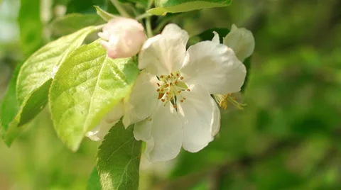 Dolly shot of the apple tree blossoming Vidéo 57351766