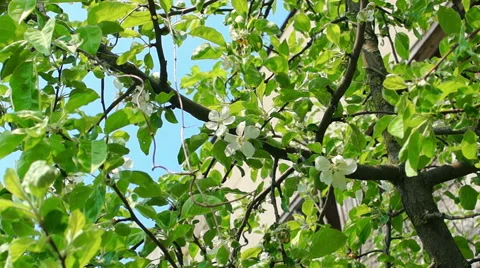 Dolly shot of the apple tree blossoming Vidéo 57351952