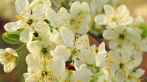 Dolly shot of the apple tree blossoming Video stock 57352567