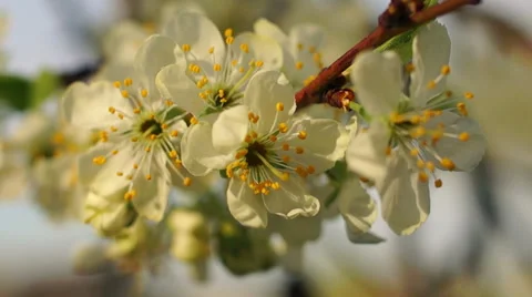 Dolly shot of the apple tree blossoming Video stock 57352579