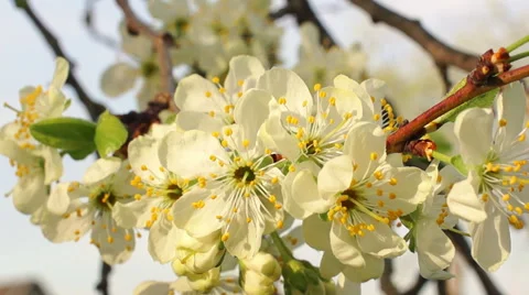 Dolly shot of the apple tree blossoming Video stock 57352616