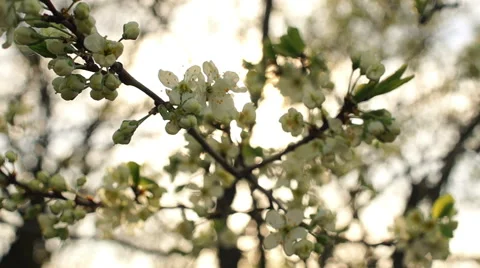 Dolly shot of the apple tree blossoming Video stock 57352640