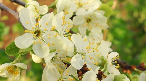 Dolly shot of the apple tree blossoming Video stock 57352684