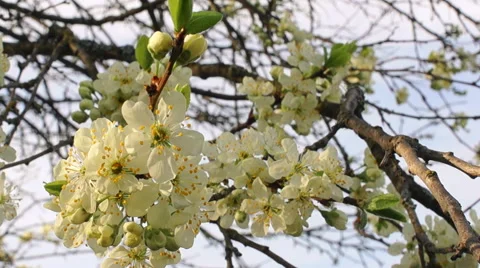 Dolly shot of the apple tree blossoming Video stock 57352699
