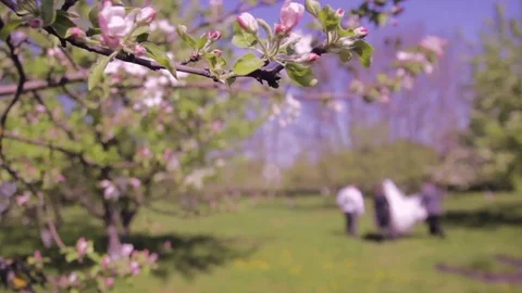 Dolly shot of the apple tree blossoming. Stock Footage 85104776
