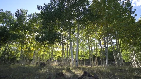 Dolly Shot of Aspen Tree Forest Stock Footage 55385407