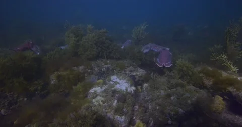 Dolly Shot Of Australian Cuttlefish Migration Stock Footage 318119645