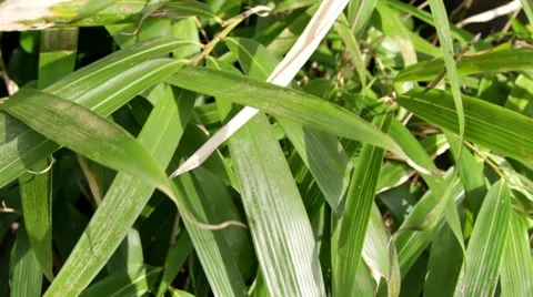 Dolly shot of bamboo Stock Footage 7752052
