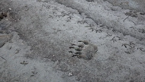 Dolly shot of bear footsteps in the mud Stock Footage 82803786