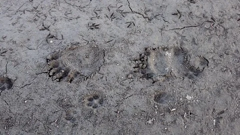 Dolly shot of bear footsteps in the mud Stock Footage 85239363