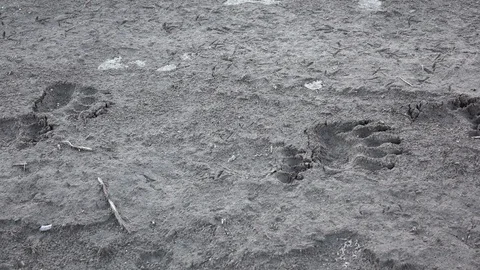 Dolly shot of bear footsteps in the mud Stock Footage 86614391