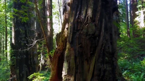 Dolly Shot Beautiful Forest Tree Close Up 4k Video stock 79736519