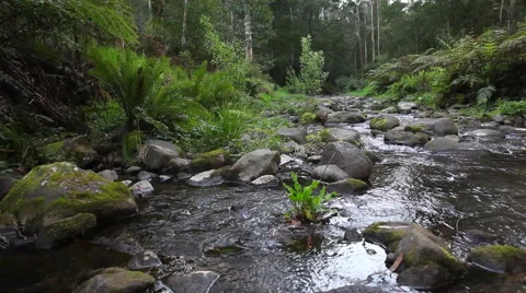 Dolly shot of a beautiful stream in Australia HD Stock Footage 44622331