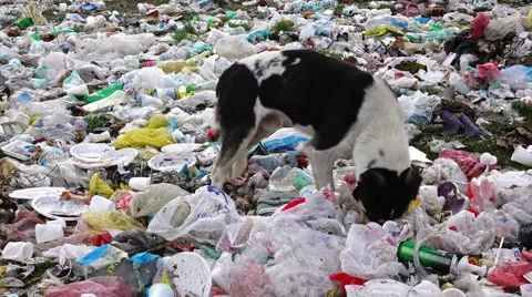 Dolly shot of black dog digging in the garbage, searching for food Stock Footage 62492684