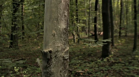 DOLLY SHOT OF BRIGHT TREE IN THE FOREST Stock Footage 68755800