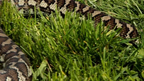 Dolly shot of brown carpet snake on the grass Video stock 106540663