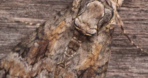 Dolly shot of Brown Hawk Moth Wings Close Up on bark Video stock 175302416