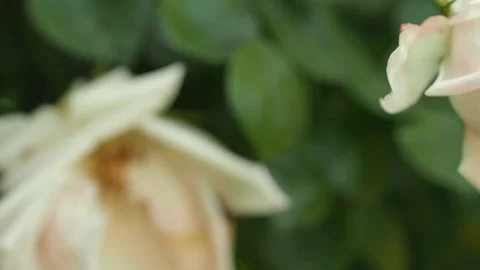 Dolly Shot Buds of tea roses close up. Slow Motion along bushes of tea roses Stock Footage 134751785