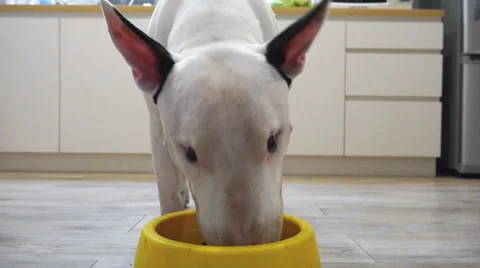 Dolly shot to bull terrier dog eat food Stock Footage