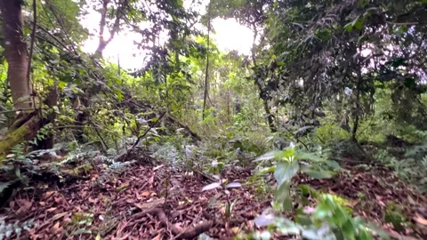 Dolly In shot in Bwindi Forest Floor Moss Ferns Afromontane Understory Uganda Vídeo Stock 330915378