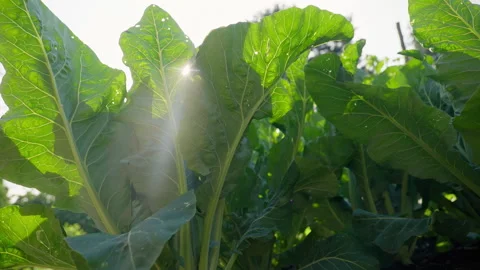 Dolly Shot of a Cabbage field Видео 302913746