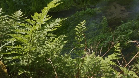 Dolly shot of a calm clear stream in summertime Stock Footage 115860320