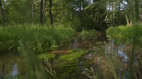 Dolly shot of a calm clear stream in summertime vibrant green plants underwater Stock Footage