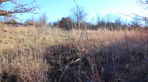 Dolly Shot of Calm Field Stock Footage 67897994