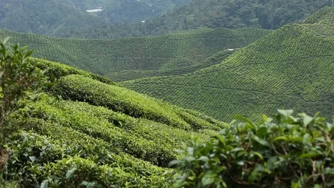 Dolly shot in Cameron Highlands Video stock 99754998