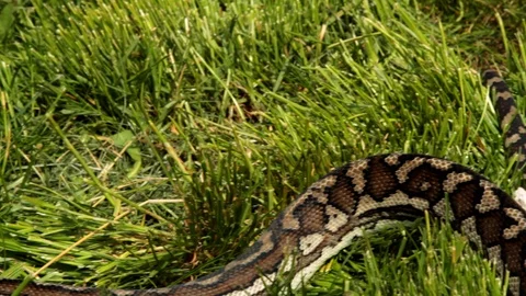 Dolly shot of carpet python on grass Video stock 106035444