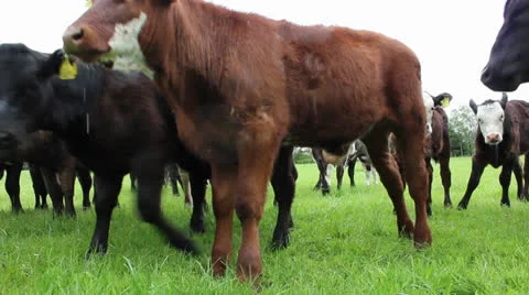 Dolly shot of cattle in field Video stock 24468009