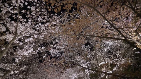 Dolly shot of cherry tree branches at night during sakura in Kyoto, Japan Video stock 127415153