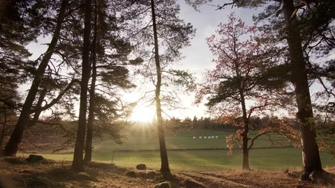 Dolly shot of Clearing Vídeo Stock 111347294