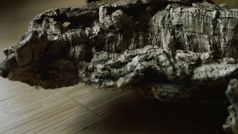 Dolly shot cork bark Stock Footage 78982606