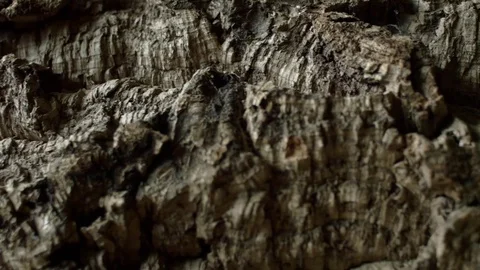 Dolly shot of cork bark Stock Footage 79010149