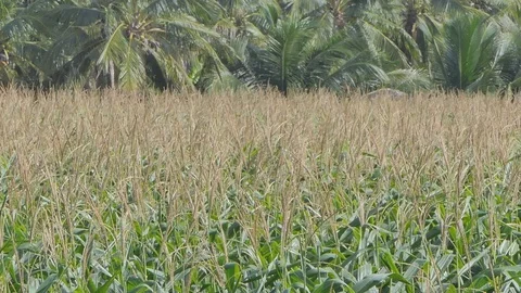 Dolly shot of Corn field. Stock Footage 91405152