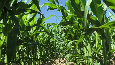 Dolly shot in a corn field Stock-Footage 131332644