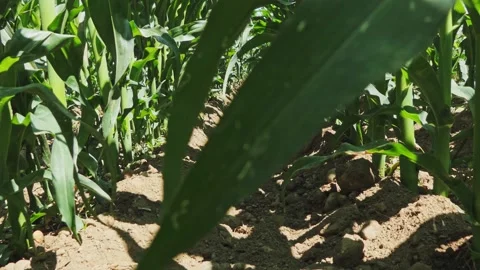 Dolly shot of a corn field from the ground Stock-Footage 131331886