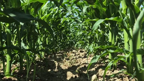 Dolly shot of a corn field from the ground Video stock 131331936