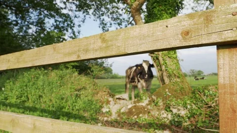 Dolly Shot Of Cow Seen Through Wooden Fence Stock Footage 79656485
