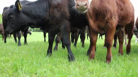 Dolly shot of cows and calfs in field Video stock 24468028